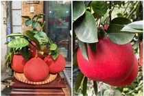 Bưởi đỏ tiến vua 2 triệu đồng/quả dịp Tết có gì đặc biệt? 