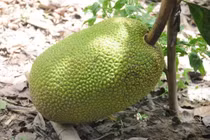 Giá mít Thái rớt sâu, chỉ còn 4.000 đồng/kg 