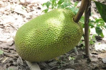 Giá mít Thái rớt sâu, chỉ còn 4.000 đồng/kg 