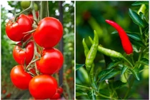 Loại quả xưa 'rẻ như cho' nay đắt ngang thịt