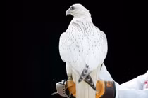 Chim ưng trắng siêu quý giá bán hơn 8 tỷ đồng