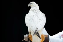 Chim ưng trắng siêu quý giá bán hơn 8 tỷ đồng