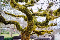 Đào rừng rêu phong hút khách chơi Tết Hà Nội