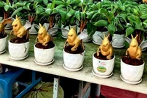 Dừa bonsai tạo hình ngựa thiên thần hút khách dịp Tết 2026