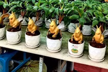 Dừa bonsai tạo hình ngựa thiên thần hút khách dịp Tết 2026