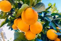 Vườn cam trĩu quả tại Mỹ của diễn viên Diệu Hương