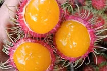 Chị em rủ nhau mua chôm chôm ruột vàng độc lạ 