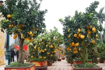 Đủ loại bonsai trĩu quả hút khách chơi Tết 