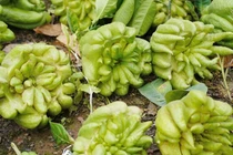 Làng phật thủ Đắc Sở tất bật chuẩn bị Tết Nguyên đán 2026