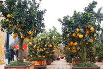 Đủ loại bonsai trĩu quả hút khách chơi Tết 