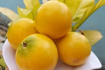 Giá vú sữa hoàng kim giảm mạnh