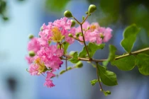 3 loại cây 'hút lộc' nên trồng trước cổng nhà