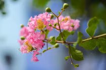 3 loại cây 'hút lộc' nên trồng trước cổng nhà