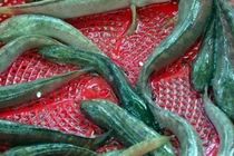 Đặc sản trên núi cao, nửa triệu đồng/kg hút khách