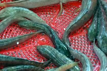 Đặc sản trên núi cao, nửa triệu đồng/kg hút khách