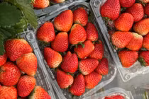 Mẹo phân biệt dâu tây Mộc Châu và Trung Quốc