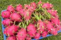 Thanh long Bình Thuận rớt giá sâu