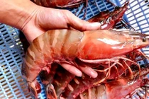 Tôm sú khổng lồ giá hơn 6 triệu đồng/con ngon cỡ nào?