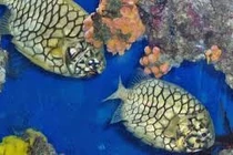 Loài cá dân dã thành đặc sản đắt giá 