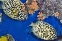 Loài cá dân dã thành đặc sản đắt giá 