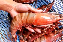 Tôm sú khổng lồ giá hơn 6 triệu đồng/con ngon cỡ nào?