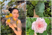 Khu vườn sân thượng ngập hoa trái của "bà trùm nông sản"