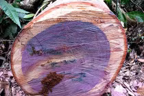 Kỳ lạ loại gỗ thối như 'tre ngâm' nhưng giá tiền tỷ