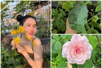 Khu vườn sân thượng ngập hoa trái của "bà trùm nông sản"