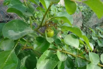 Cây dại mọc bờ rào nay 100.000 đồng/kg vẫn hút khách 