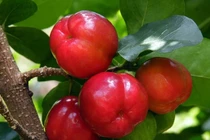 Sơ ri bonsai độc đáo thu hút khách hàng