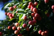 Cây vải cho quả 2 tỷ đồng/trái không đủ bán 