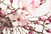 Hoa mộc lan giá tiền triệu hút khách