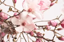 Hoa mộc lan giá tiền triệu hút khách