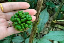 Điều ít biết về sâm Lai Châu 300 triệu đồng/kg 