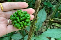 Điều ít biết về sâm Lai Châu 300 triệu đồng/kg 