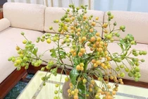 Cành quất hồng bì độc lạ gây sốt chợ mạng