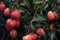  Trái vải to bằng quả trứng gà giá 250 triệu đồng gây sốt