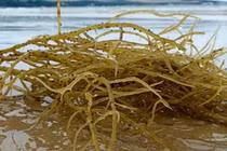 Rau dại từng cho không đắt, nay hơn 1 triệu đồng/kg