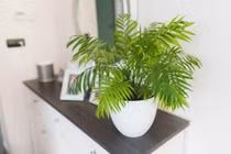 5 loại cây cảnh lá vừa lọc không khí, vừa hút tài lộc