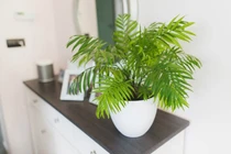 5 loại cây cảnh lá vừa lọc không khí, vừa hút tài lộc