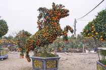 Chậu quýt cảnh tạo hình ngựa độc đáo đón Tết Nguyên đán 2026