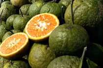 Giá dưa hấu, cam sành và bí đỏ giảm sâu 