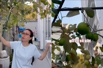 Vườn trái cây sum suê trong biệt thự 400m2 của Cẩm Ly 