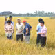 GS.TS Nguyễn Thị Lang: Người 'đánh thức' gen lúa hoang, nâng tầm gạo Việt