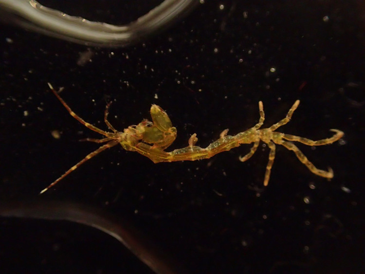 Sống bám thay vì bơi lội tự do. Caprella acanthifera thường bám chặt vào rong biển, san hô mềm, hải miên hoặc các cấu trúc nhân tạo dưới nước, sử dụng đôi chân móc để neo mình trước dòng chảy. Ảnh: inaturalist.