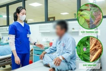 Ăn sâm đất bổ dưỡng, người đàn ông ngộ độc vì nhầm củ thương lục