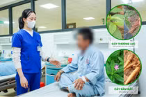 Ăn sâm đất bổ dưỡng, người đàn ông ngộ độc vì nhầm củ thương lục