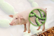 Bộ Y tế chỉ đạo tăng cường phòng, chống bệnh liên cầu lợn sang người