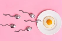 Cách tính ngày rụng trứng để thực hiện thụ thai dễ hay khó?