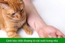 Trẻ 11 tuổi bị mèo cào rách kết mạc